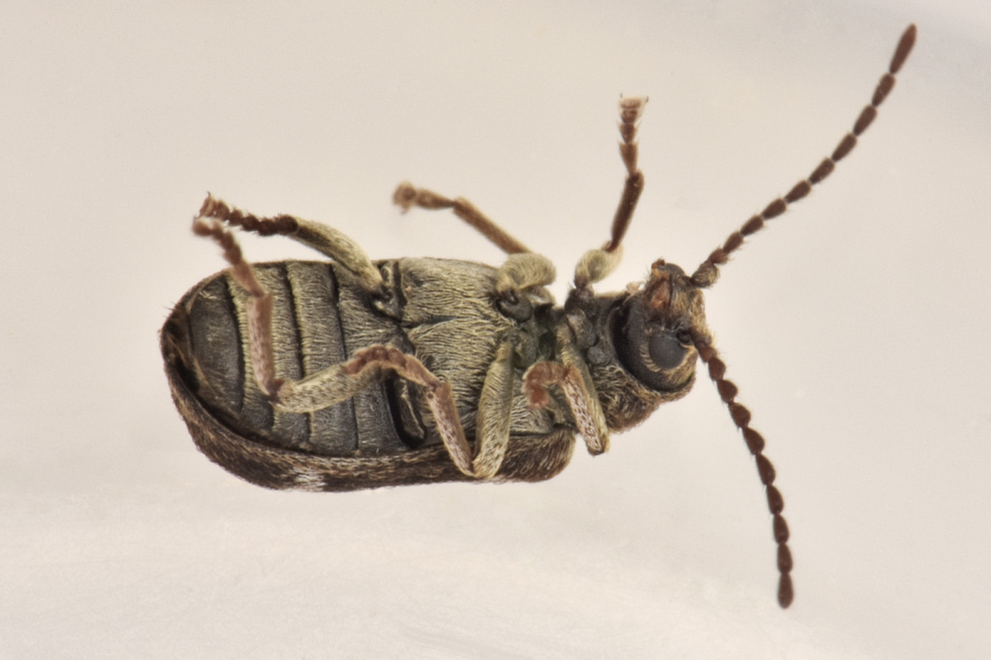 Anobiidae: Ptinomorphus regalis? S.